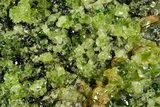 Peridot Crystals in Basalt - Arizona #355059-1